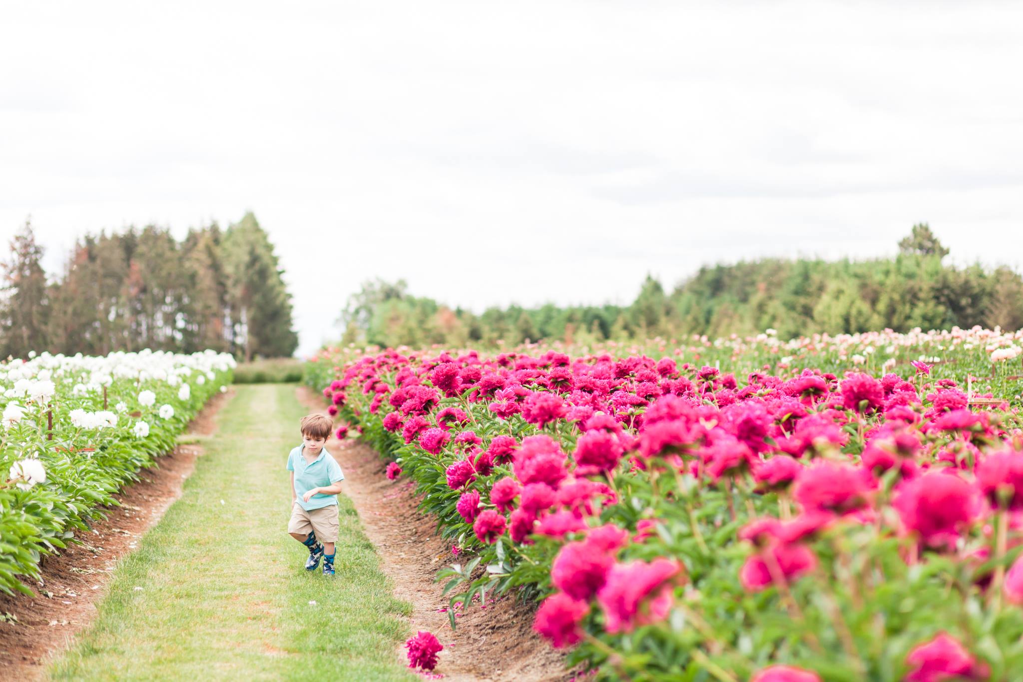 The Ultimate Guide to Flower Fields Near Portland, Oregon